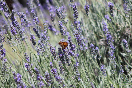 Fototapeta Naklejka Na Ścianę i Meble -  Lavender bushes with small tortoiseshell butterfly (Aglais urticae),Close up view of lavender growing on the garden,Italy.Photographed in the summer season ,Brown  butterfly lands on the flower head.