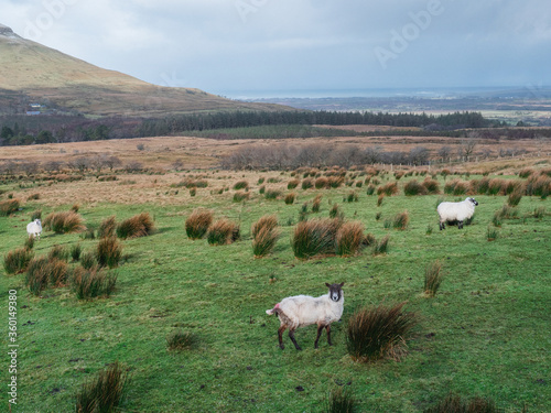 Sheep in a field in winter season, Mountain in the background covered with snow, County Sligo, Ireland.