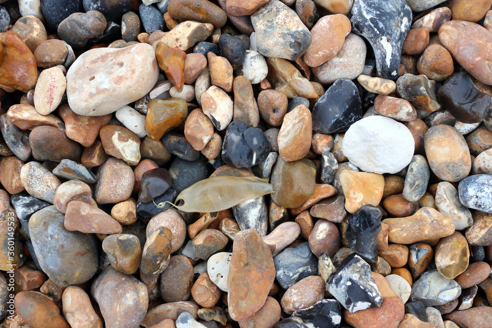 A small spotted catshark eggcase among pebbles on the beach A small spotted catshark eggcase among pebbles on the beach