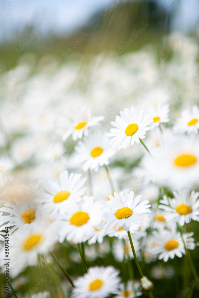 Daisies in the meadow