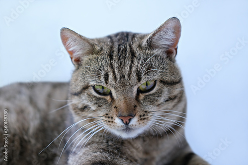 Fototapeta Naklejka Na Ścianę i Meble -  Close-up portrait of an adult tabby cat with green eyes. The cat is looking at camera, front view. Selective focus. domestic animals. veterinary clinic or cat blog. 