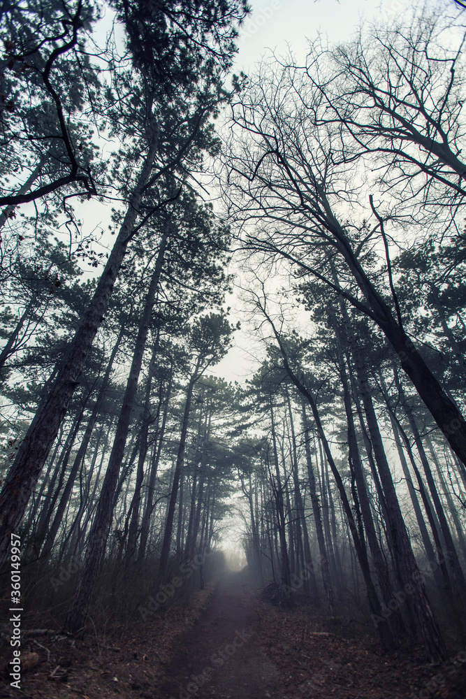 Naklejka premium misty forest in the morning 