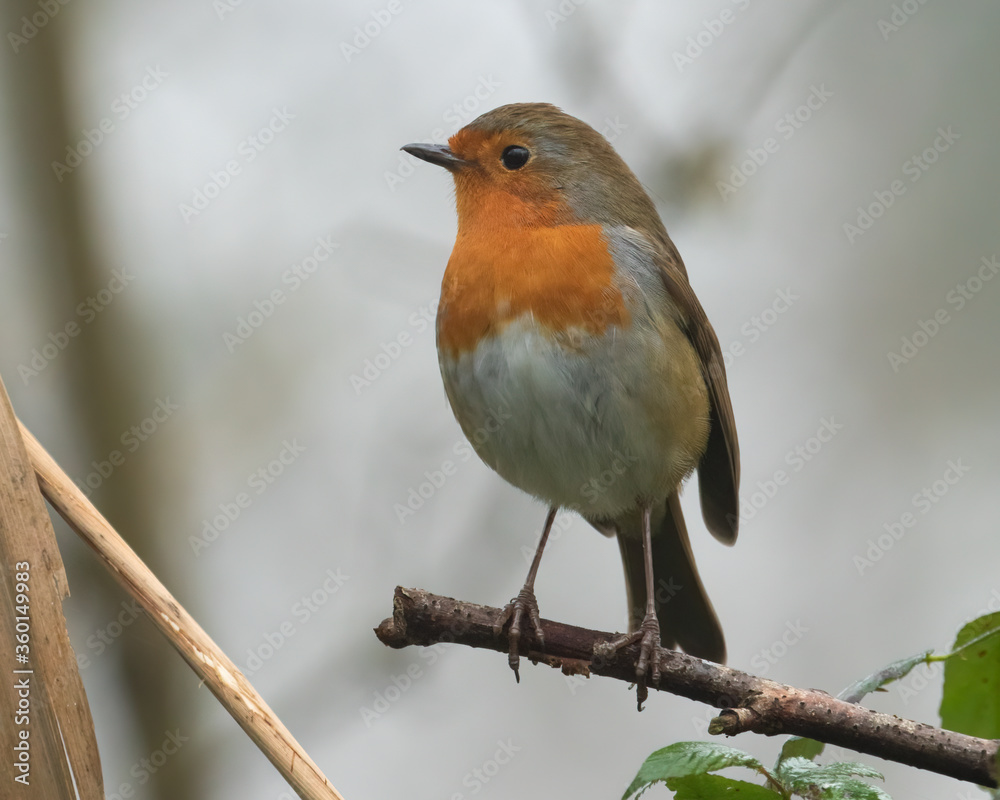 Robin redbreast (Erithacus rubecula) on winter branch with blurred background. Christmas bird in UK Robin redbreast (Erithacus rubecula) on winter branch with blurred background. Christmas bird in UK