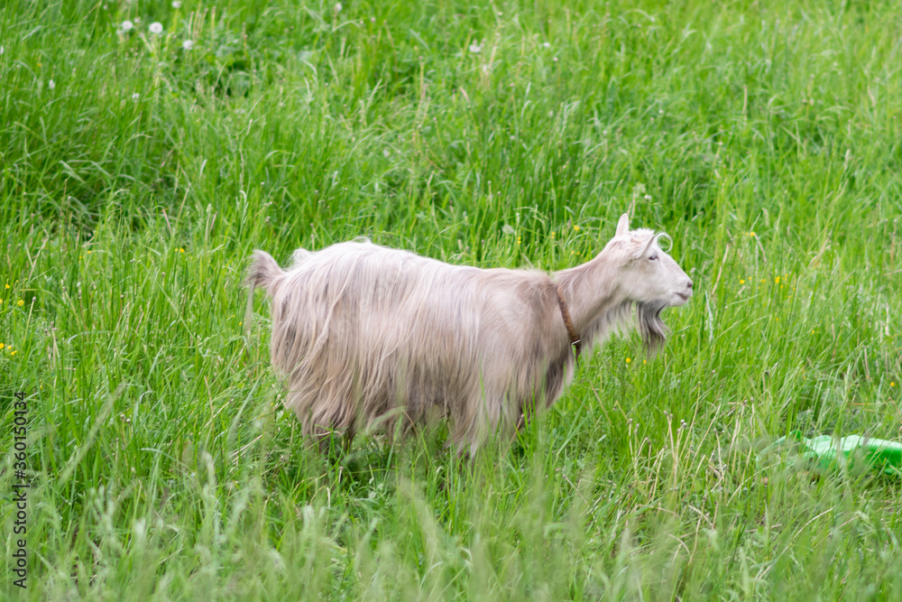Obraz premium Goat in a field on a paddock on the grass.