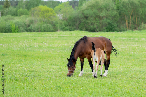 A bay horse with a foal in a field on a grazing.