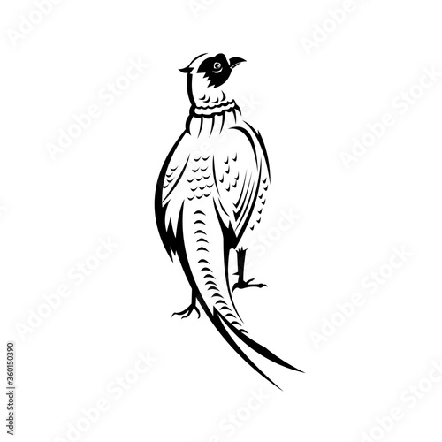 Ring-Necked Pheasant or Common Pheasant Viewed from Rear Retro Black and White