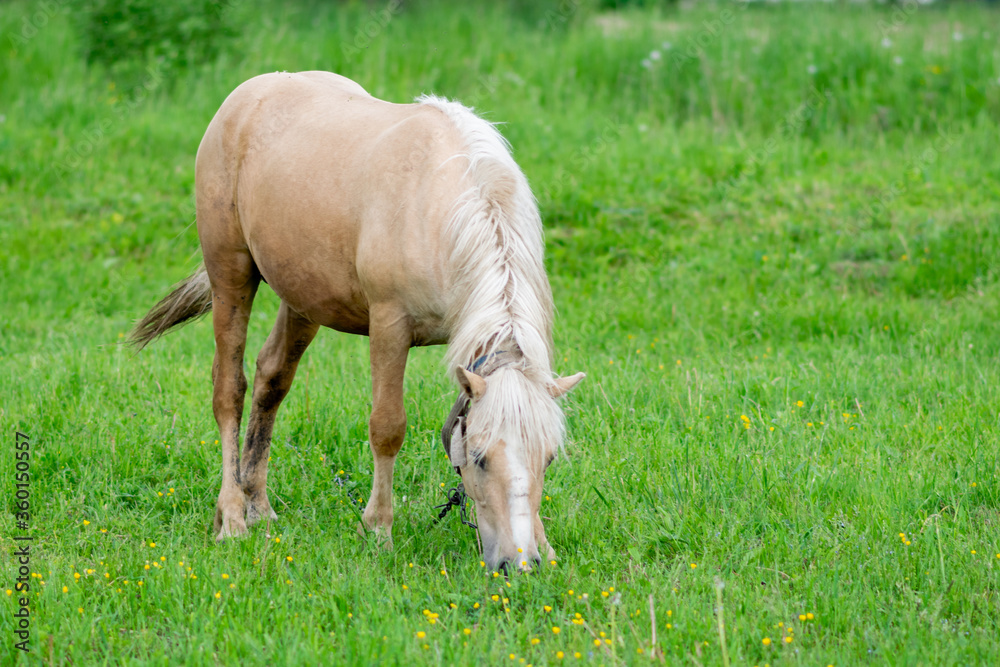 Golden horse grazes in a field on green grass. Golden horse grazes in a field on green grass.