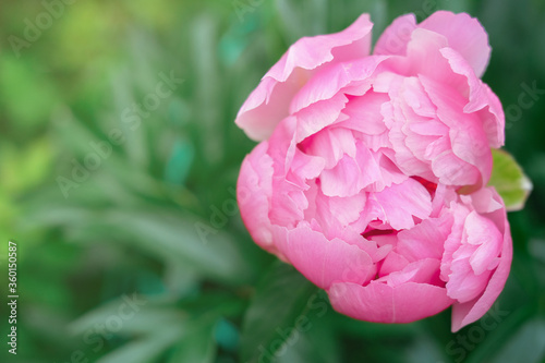 Fototapeta Naklejka Na Ścianę i Meble -  pink japanese peony flower blooming in a garden. beautiful flower background or calendar page. wallpaper for summer projects. selective focus.