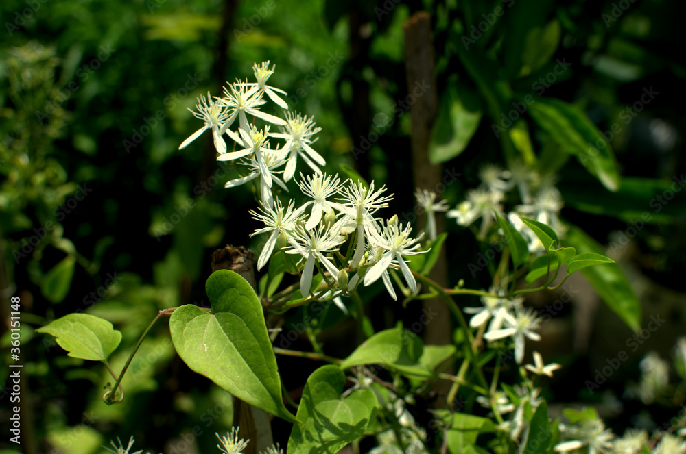 Pretty gardenia flower (gardenia jasminoides) blooming Premium Photo. White Gardenia Blooming. Green leaves pattern background, Natural background and wallpaper. Pretty gardenia flower (gardenia jasminoides) blooming Premium Photo. White Gardenia Blooming. Green leaves pattern background, Natural background and wallpaper.