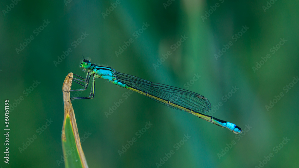 blue dragonfly on a plant on a summer evening blue dragonfly on a plant on a summer evening