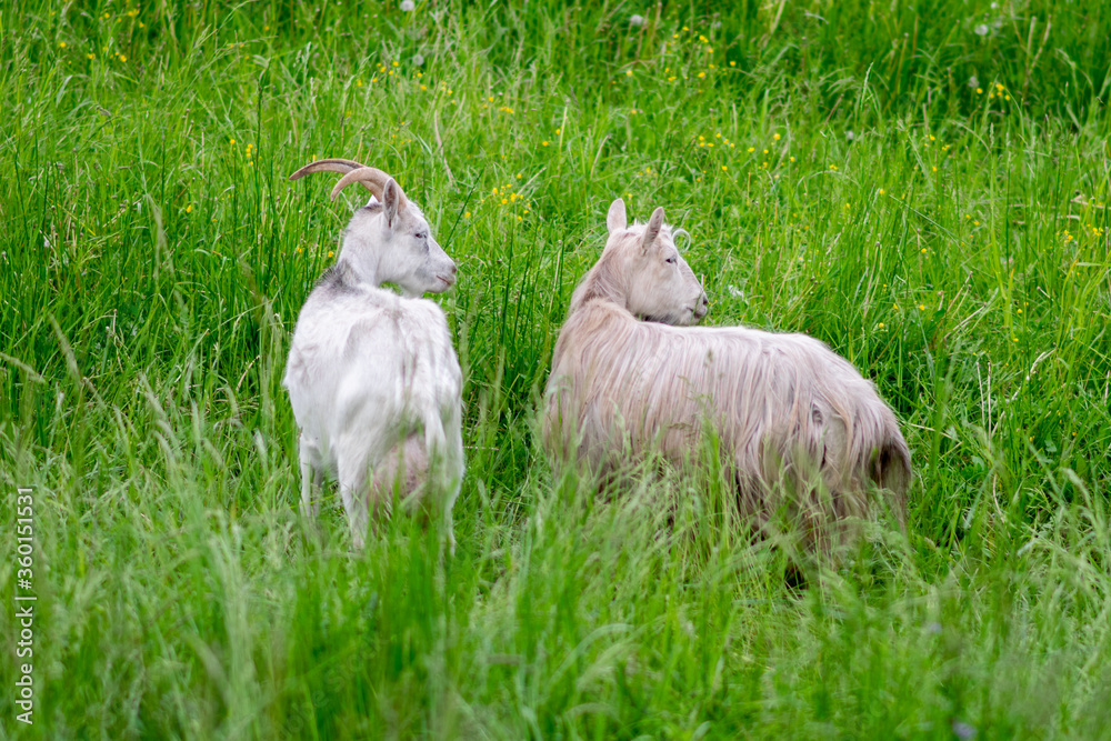 Gray and white goat play in the field on the grass. Gray and white goat play in the field on the grass.