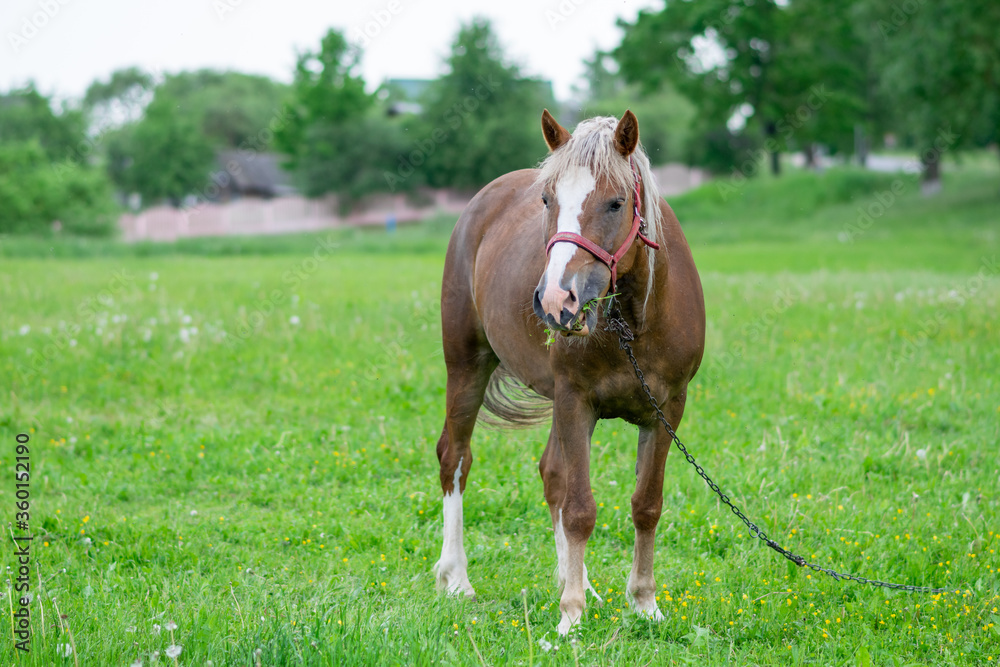 Silvery bay horse in a field on a paddock. Silvery bay horse in a field on a paddock.