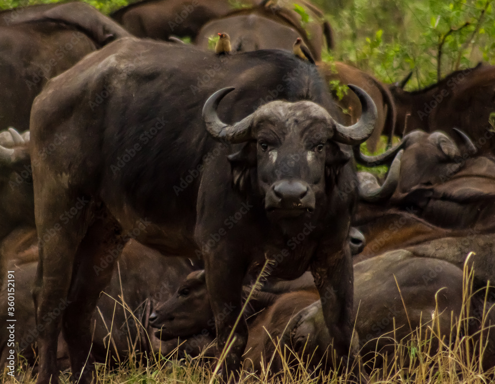 Water buffalo in an aggressive pose with a Bird on its back Water buffalo in an aggressive pose with a Bird on its back