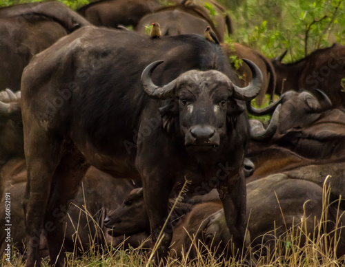 Water buffalo in an aggressive pose with a Bird on its back