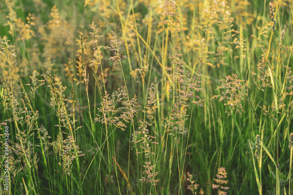Fototapeta premium Beautiful summer meadow in a sunset light.