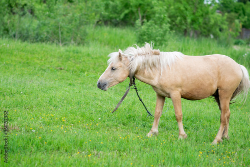 Golden horse grazes in a field on green grass.