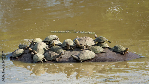 Hippo's back covered with cute terrapins in Kruger Park South Africa