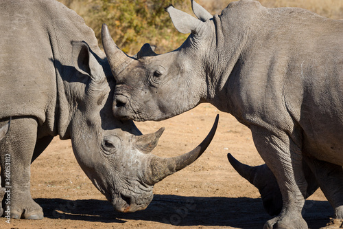 A group of three white rhinos close up in Kruger Park South Africa