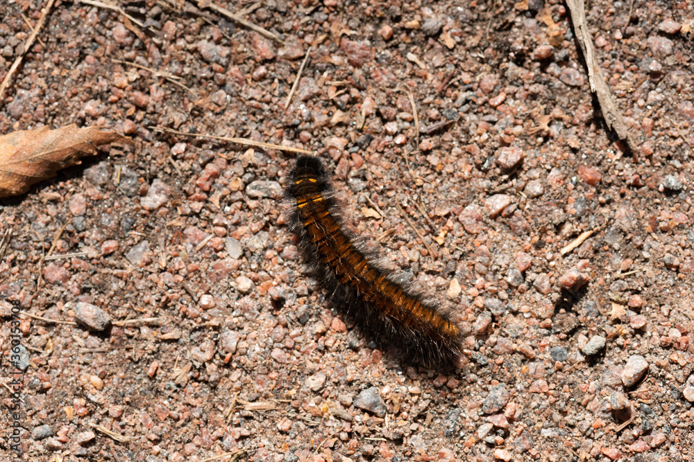 A hairy larvae crawling in the sand. A hairy larvae crawling in the sand.