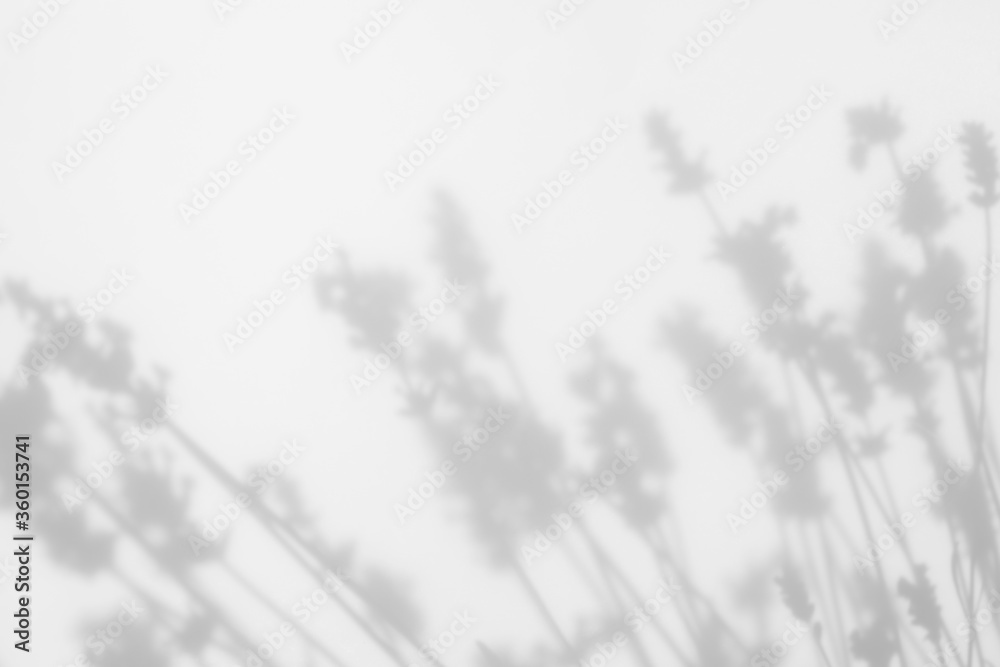 Blurred overlay effect for for natural light photo effects. Gray shadows of lavender flowers on a white wall. Abstract neutral nature concept background. Space for text