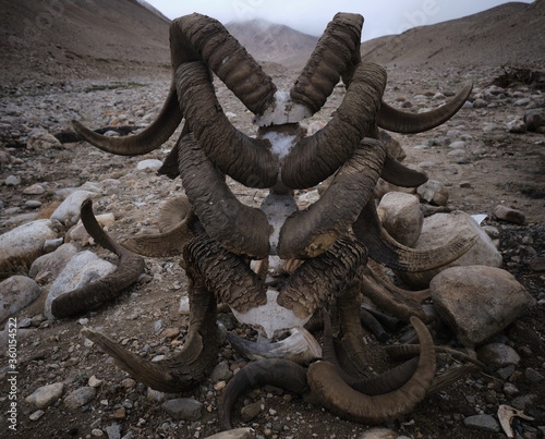 Stack of ram horns