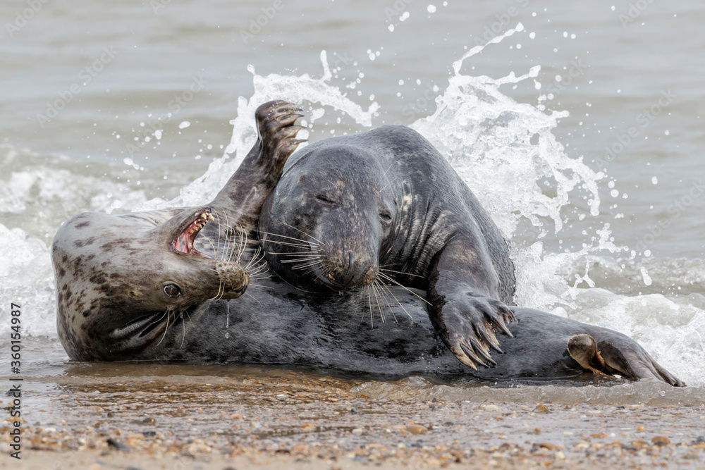 Fototapeta premium Atlantic Grey Seal young couple courtship play