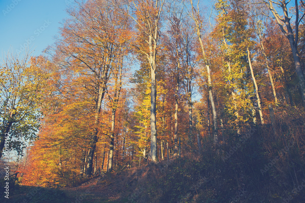 Obraz premium Blue sky through the autumn trees. Nature background.