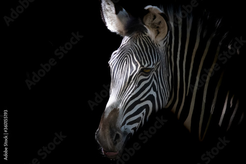 closeup of a  striped zebra face
