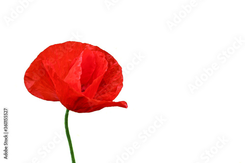 Red poppy blooming in a field on a white background