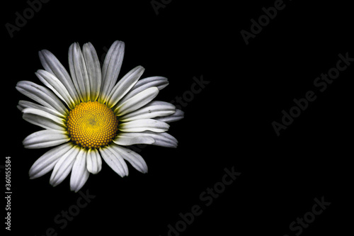 A bright daisy blossom on a black background