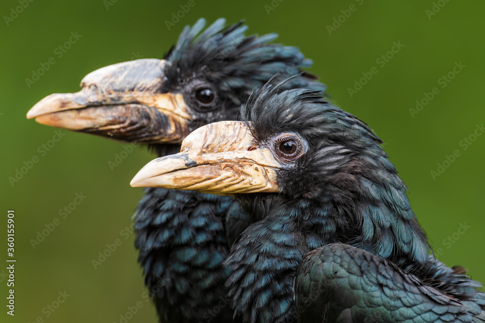 Fototapeta premium Piping Hornbill - Bycanistes fistulator, small black hornbill from Central and West African forests and woodlands, Senegal.