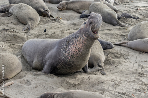 Northern Elephant Seal alpha male dominance display