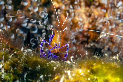 Pederson's shrimp,Ancylomenes pedersoni, photo