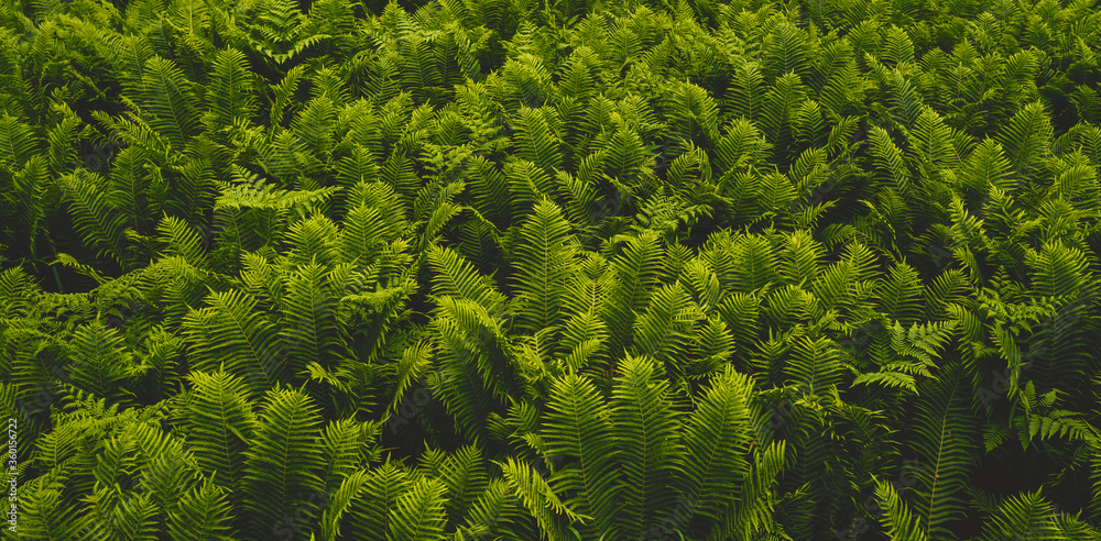 green grass background green grass background