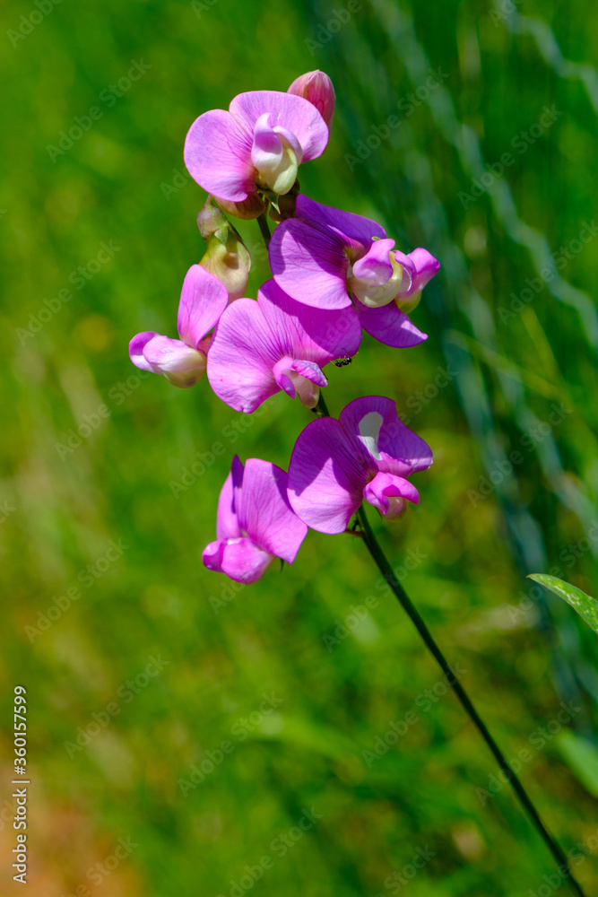 Lathyrus Latifolius, Parco del Beigua, Liguria