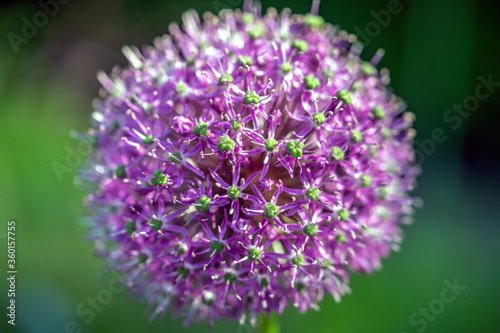 Allium giganteum,giant onion,