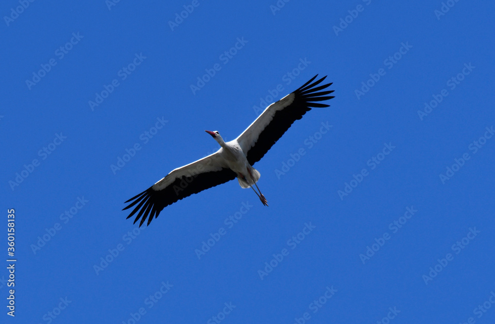 Obraz premium fliegender storch