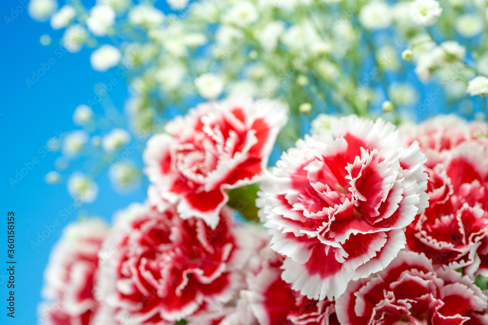 カーネーションの花