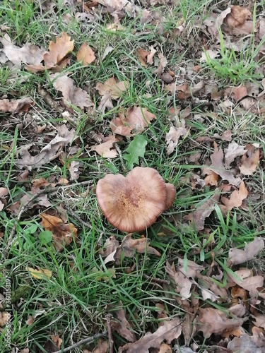mushroom in the forest