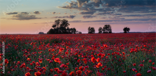 the field of poppies