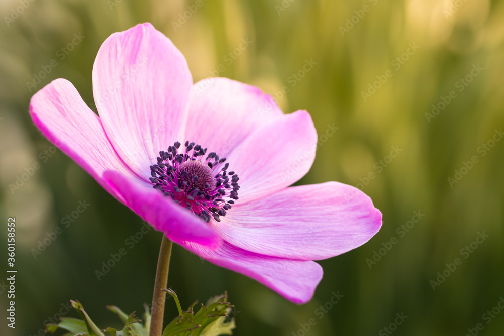 Fototapeta premium アネモネの花 春のイメージ