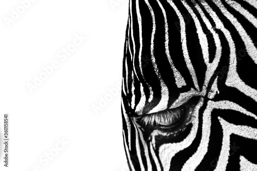 Profile of a zebra's head in high contrast