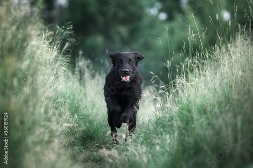 Fotografi flat coated retriever is running on a stubble field in the sunshine