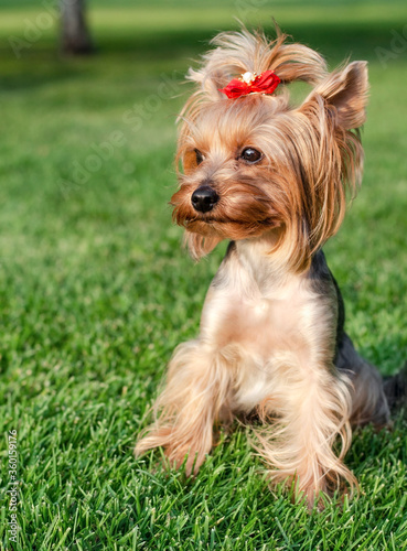 Dog pet Yorkshire Terrier on a walk in the park on summer day