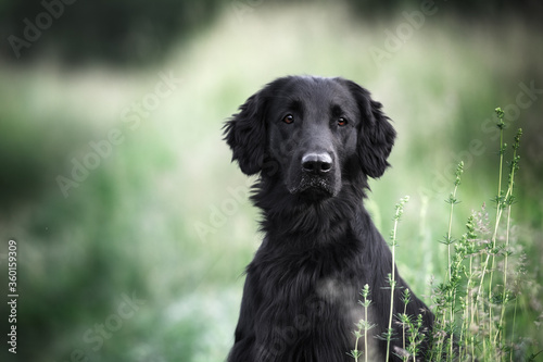 Slika na platnu Flat coated retriever. Beautiful black dog. Outdoor portrait.