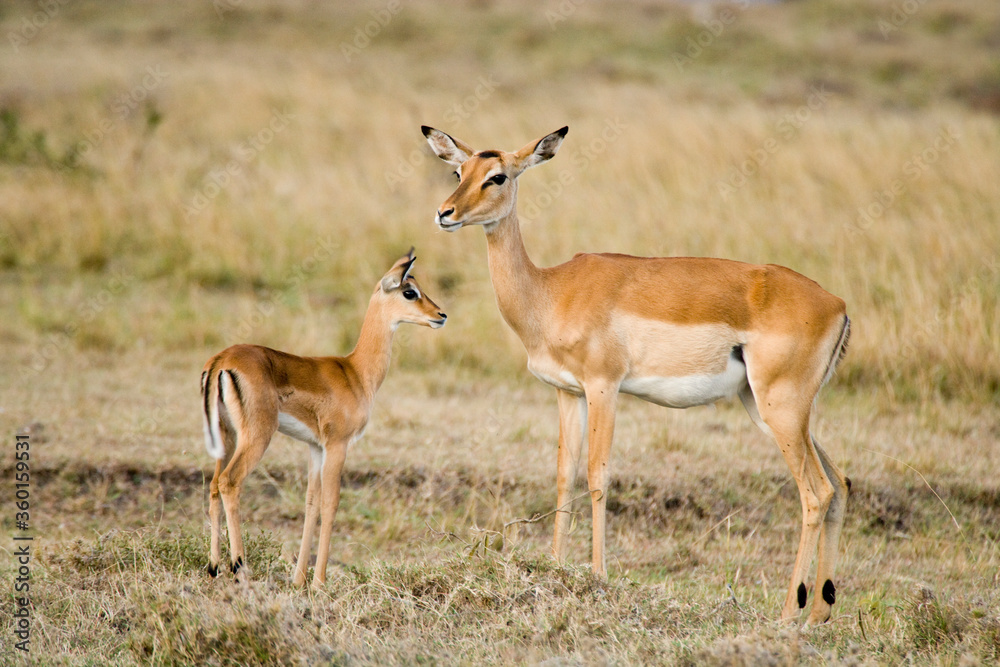 Cute baby Grant's Gazelle with mother in the Maasai Mara National Park, Kenya Cute baby Grant's Gazelle with mother in the Maasai Mara National Park, Kenya