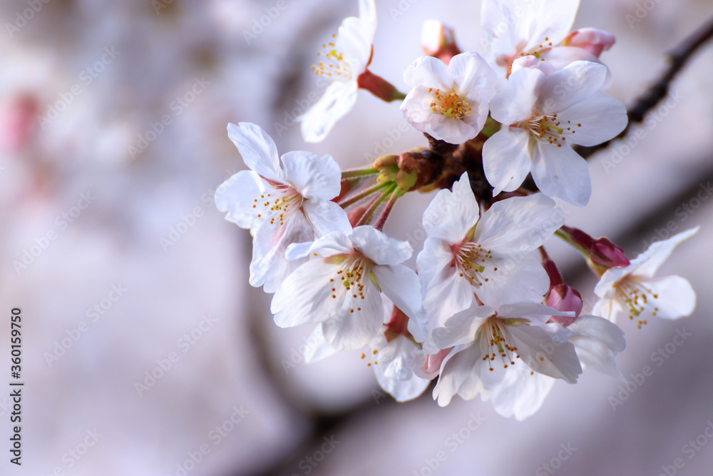 桜の花 春のイメージ 桜の花 春のイメージ