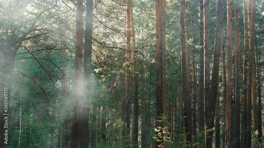 Summer day in the forest. Smoke covers the pine forest. Mystical movement of smoke between the trees. Summer day in the forest. Smoke covers the pine forest. Mystical movement of smoke between the trees.