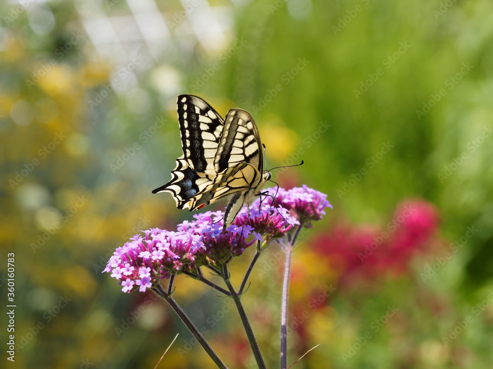 Un Machaon vu de côté (Papilio machaon), magnifique papillon coloré aux grandes ailes prolongées d'un longue queue entre deux ocelles bleue et rouge Un Machaon vu de côté (Papilio machaon), magnifique papillon coloré aux grandes ailes prolongées d'un longue queue entre deux ocelles bleue et rouge