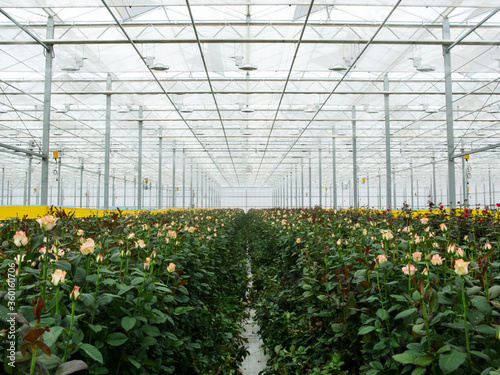 Perspective view of greenhouse with red, yellow , pink, white roses inside. Plantation roses growing inside in a greenhouse
